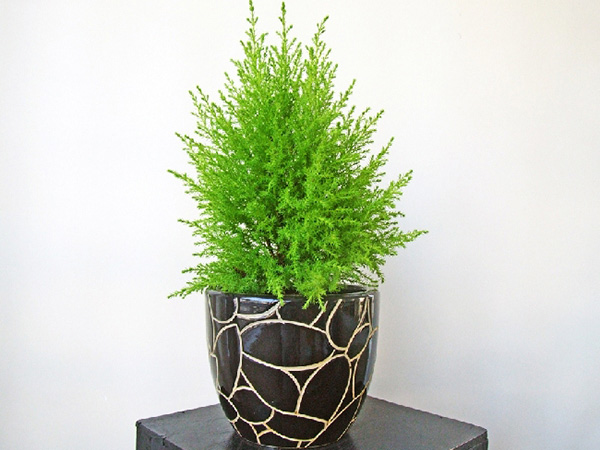 Tác dụng của tùng hương
