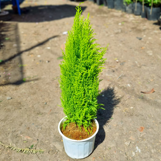 Bật mí cách trồng và chăm sóc cây Tùng Thơm xanh tươi quanh năm